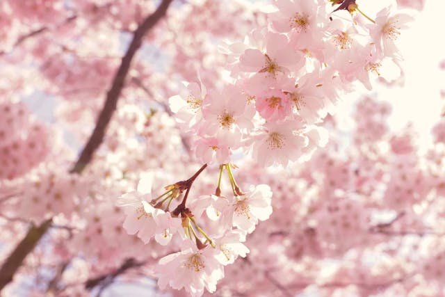 sakura small